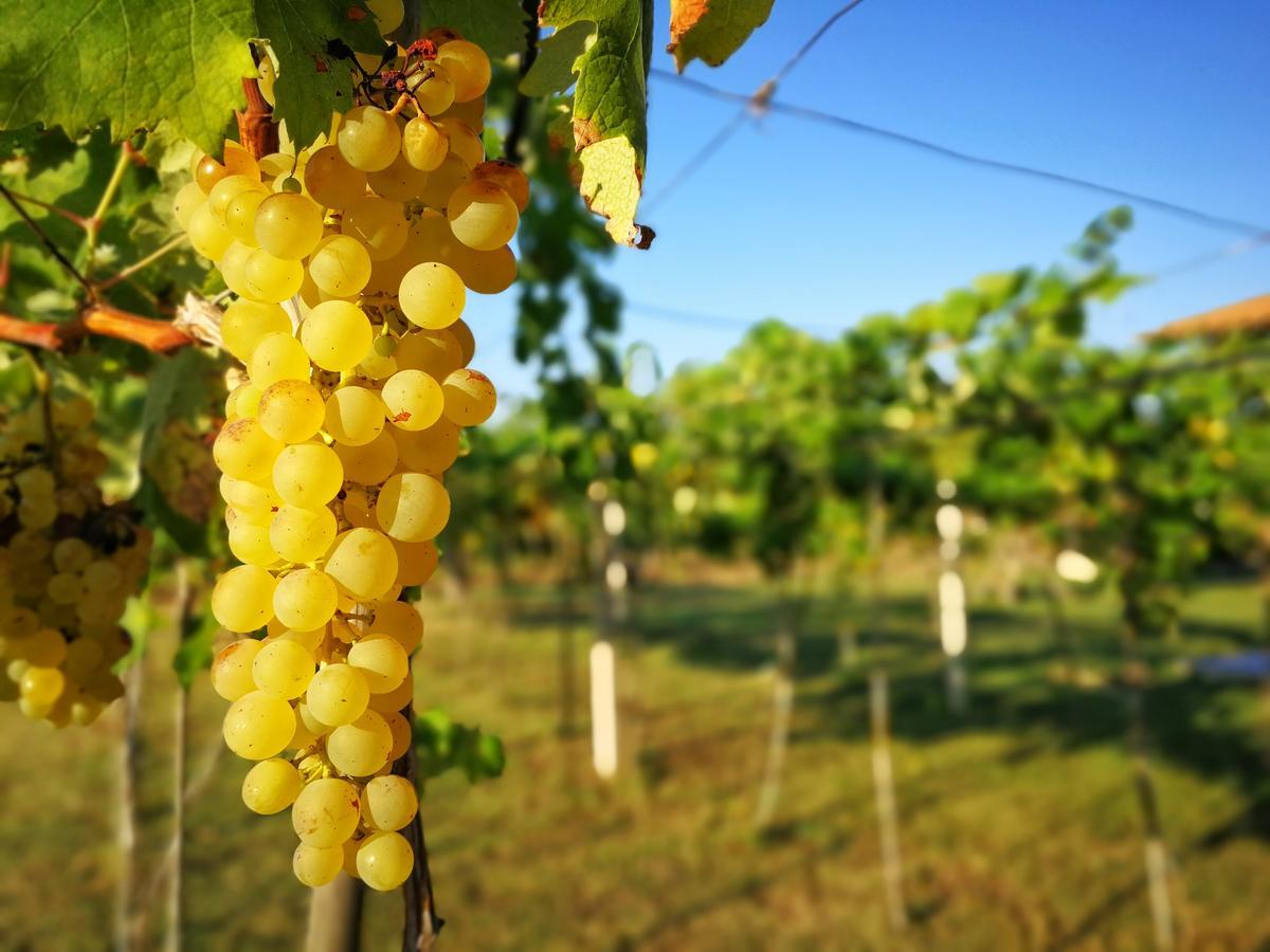 Agriturismo Graziano E Barbara Porto Conte Kültér fotó